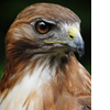 Hawk's Photo