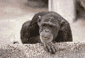 fighter's Photo